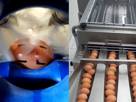 MT 3 Konveyörlü Yumurta Yıkama Makinesi