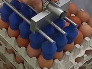 Yumurta Taşıma Makineleri