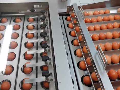 RZ 8 Egg Breaking And Separating Machine