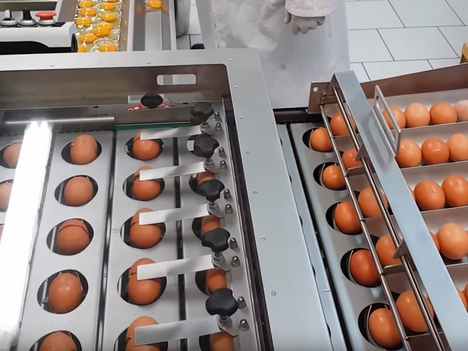 RZ 8 Egg Breaking And Separating Machine