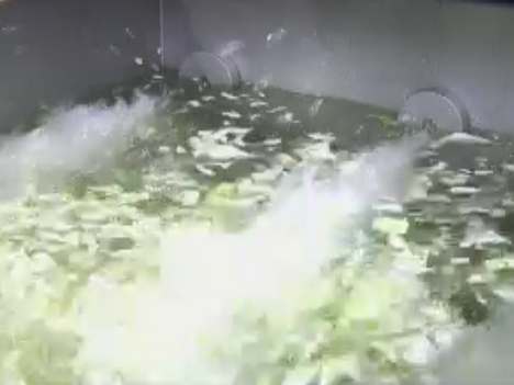 TW3000VR Automatic Conveyor Vegetable Washing Machine