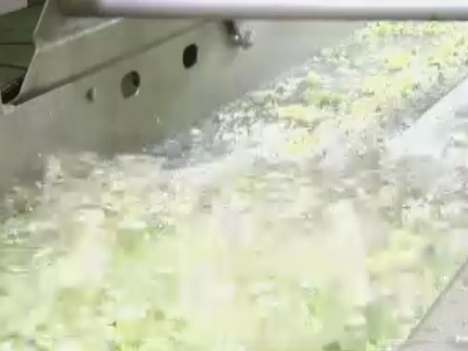 TW3000VR Automatic Conveyor Vegetable Washing Machine