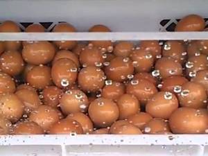Yumurta Yıkama Makineleri